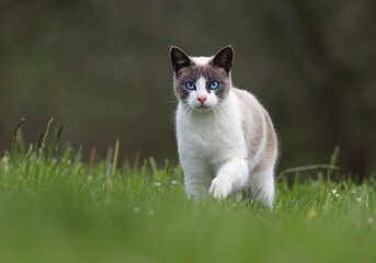 Portrait of a beautiful siamese cat walking on grass with forest background. Cute kitty with deep blue eyes looking at the camera. Cat looking for moles in the field.