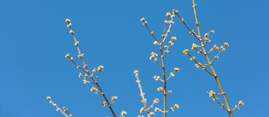 Poplar branches with swollen buds branch against the background of a clear blue sky in the spring day, selective focus.