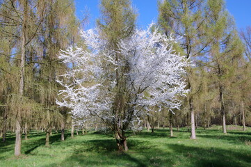 Stefan Białobok arboretum in Stradomia Dolna