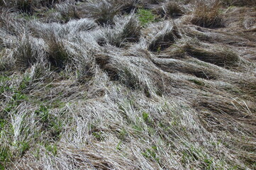 dried out grass during summertime
