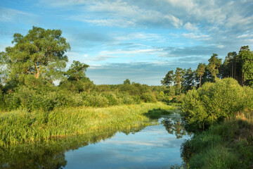 Fototapeta na wymiar Trees, bushes and water - summer landscape near the Berezina river in Belarus