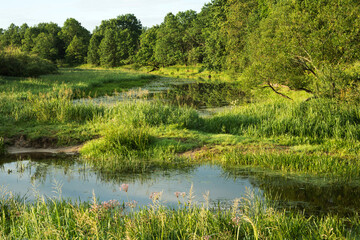 Trees, bushes and water - summer landscape near the Berezina river in Belarus