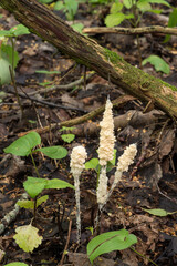 Wildlife of Europe - Protista organism slime mold growing in the Belarusian forest