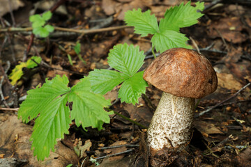 Wildlife of Europe- edible and inedible mushrooms growing in forest.