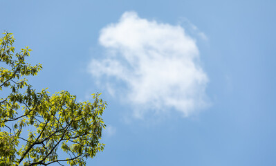 The sky on a fine day. puffy clouds in the blue sky