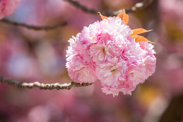 Double cherry blossoms at Seonamsa Temple