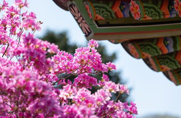 Eaves of a traditional Korean house seen behind pink flowers