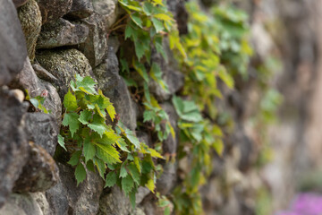 Green leaf ivy by the roadside
