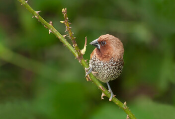 Bird, Scally-breasted Munia (Lonchura punctulata) perching on bush