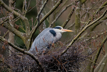 Grey Heron (Ardea cinerea) On Nest in a Tree