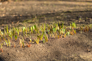 flower sprouts in the garden