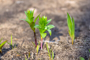 sprouts in spring