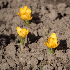 yellow crocuses in the garden