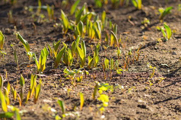 green sprouts in the garden