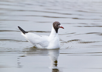 Black-Headed Gull (Chroicocephalus ridibundus) swimming