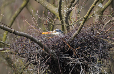 Grey Heron (Ardea cinerea) On Nest in a Tree