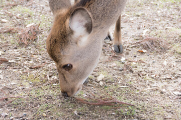 deer park