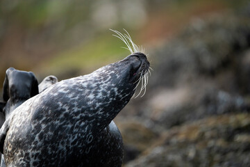 Earless seal. Seal. Seals resting on a rock in the sea. In Scotland. Seal in autumn season, summer season, spring season. Close up. On the sea. On the coast. Natural Habitat. Phocidae.