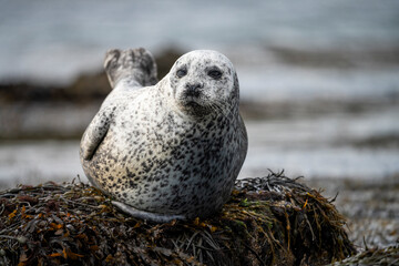 Earless seal. Seal. Seals resting on a rock in the sea. In Scotland. Seal in autumn season, summer season, spring season. Close up. On the sea. On the coast. Natural Habitat. Phocidae.