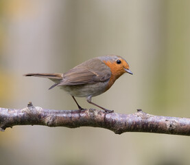 European robin (Erithacus rubecula) Perched on a Branch