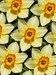 Pattern of narcissus flower. Beautiful nature background with copy space.