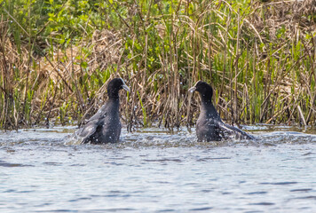 Eurasian coot (Fulica atra) Fighting