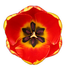 isolated red, orange and yellow colored beautiful tulip with white background.