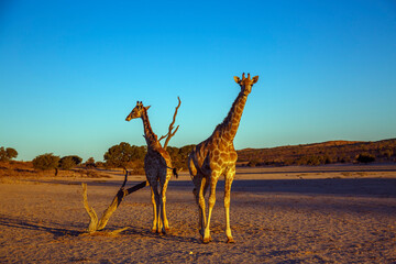 Two Giraffes standing in desert area at dawn in Kgalagadi transfrontier park, South Africa ; Specie Giraffa camelopardalis family of Giraffidae