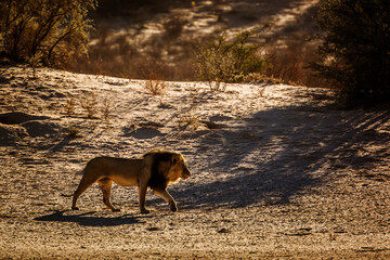 Fototapeta na wymiar African lion male walking in sand dune at sunrise in Kgalagadi transfrontier park, South Africa; Specie panthera leo family of felidae