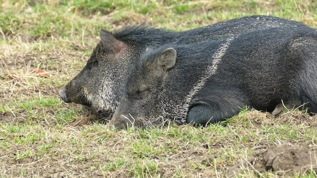 Boars are resting on the grass