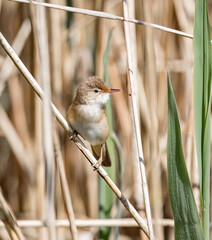 Common Reed Warbler (Acrocephalus scirpaceus) Perched in a Reedbed