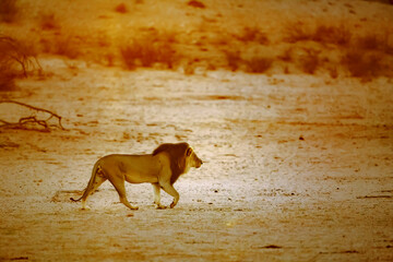 African lion male walking at sunrise in dry land in Kgalagadi transfrontier park, South Africa; Specie panthera leo family of felidae
