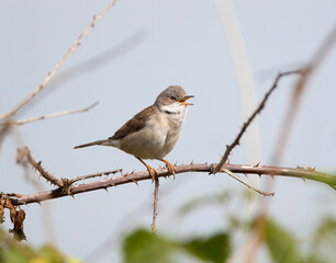 A Common Whitethroat (Curruca communis) Singing on a Bramble Branch 