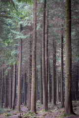 pine woodland cornwall England uk 