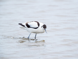  Pied Avocet (Recurvirostra avosetta) Wading