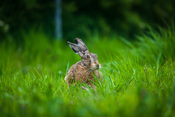 rabbit in the grass