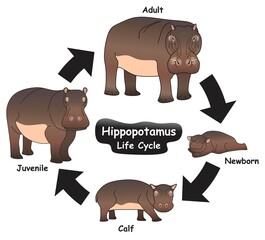 Hippopotamus Life Cycle Infographic Diagram showing different phases and development stages including newborn calf juvenile and adult hippo for biology science education vector © udaix
