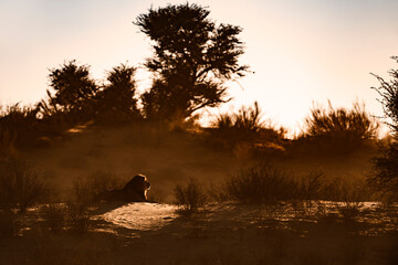 African lion male lying down at sunrise  in Kgalagadi transfrontier park, South Africa; Specie...
