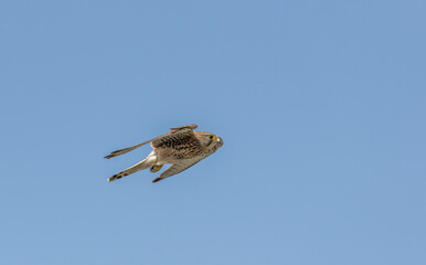 Kestrel female in flight