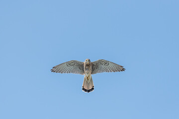 Kestrel female in flight