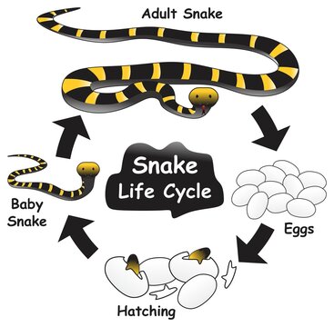 Snake Life Cycle Infographic Diagram showing different phases and development stages including eggs hatching baby and adult snake for biology science education vector