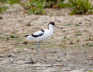  Pied Avocet (Recurvirostra avosetta)