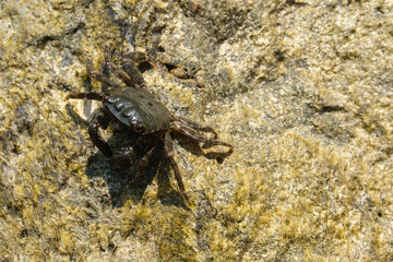 Crab at Sanatorium near Volkonka, Sochi, Russia