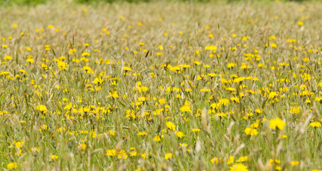 Wild Flowers in a Field