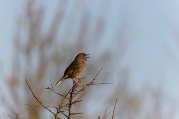 Dunnock Prunella modularis male singing in the morning light