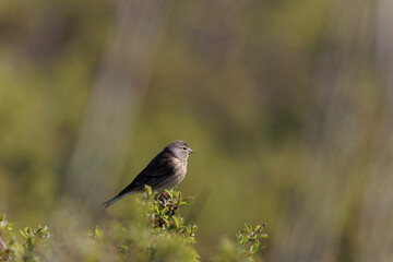 Dunnock Prunella modularis male singing in the morning light