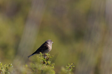 Fototapeta premium Dunnock Prunella modularis male singing in the morning light