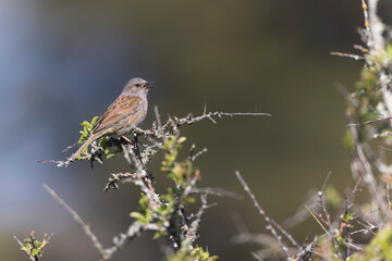 Dunnock Prunella modularis male singing in the morning light