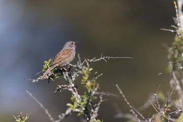 Dunnock Prunella modularis male singing in the morning light