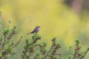 Dunnock Prunella modularis male singing in the morning light